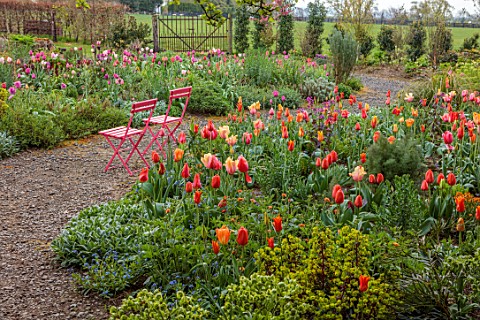 PATTHANA_GARDEN_IRELAND_MAY_THE_NEW_TORC_GARDEN_MADE_IN_2020_TULIPS_SPRING_MAY_PINK_CHAIRSGRAVEL_PAT