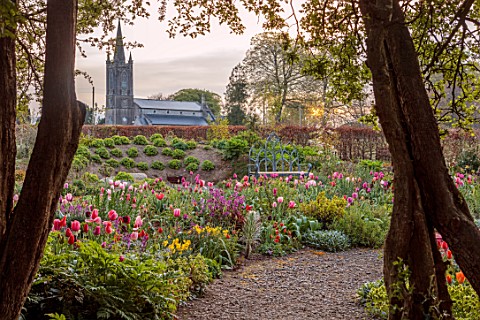 PATTHANA_GARDEN_IRELAND_MAY_THE_NEW_TORC_GARDEN_MADE_IN_2020_TULIPS_SPRING_MAY_CHURCH_PATHS_DAWN_LIG