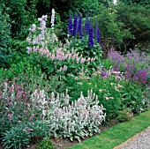PURPLE SHADES OF DELPHINIUMS  GALEGA  STACHYS   ACHILLEA LILAC BEAUTY AND SALVIA AT WOLLERTON OLD HALL  SHROPSHIRE