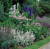 PURPLE SHADES OF DELPHINIUMS  GALEGA  STACHYS   ACHILLEA LILAC BEAUTY AND SALVIA AT WOLLERTON OLD HALL  SHROPSHIRE