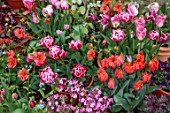 PATTHANA GARDEN, IRELAND: MAY, SPRING, PATIO, TULIPS IN CONTAINERS, TULIP HERMITAGE, VOGUE, GEUM CORAL TEMPEST