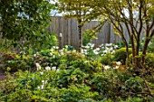 PATTHANA GARDEN, IRELAND: WHITE FLOWERS OF TULIP FOSTERIANA PURISSIMA, MAY, BULBS, FENCE, FENCING