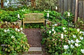 PATTHANA GARDEN, IRELAND: WHITE FLOWERS OF TULIP FOSTERIANA PURISSIMA, MAY, BULBS, WOODEN BENCH, SEAT, CANDLES