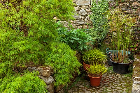 PATTHANA_GARDEN_IRELAND_SHADE_SHADY_CORNER_GREEN_TERRACOTTA_CONTAINERS_PLANTED_WITH_YELLOW_GRASSES_H