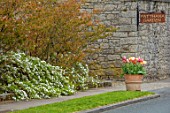 PATTHANA GARDEN, IRELAND: TULIPS IN TERRACOTTA CONTAINER ON PAVEMENT OUTSIDE THE GARDEN, WHITE FLOWERS OF EXOCHORDA X MACRANTHA THE BRIDE