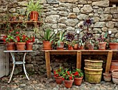 PATTHANA GARDEN, IRELAND: THE POTTING SHED, BEGONIAS, COBBLED FLOOR, BENCH, SEAT, STONE WALLS, TERRACOTTA CONTAINERS, AEONIUM SWARTKOP