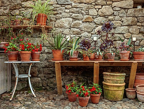 PATTHANA_GARDEN_IRELAND_THE_POTTING_SHED_BEGONIAS_COBBLED_FLOOR_BENCH_SEAT_STONE_WALLS_TERRACOTTA_CO