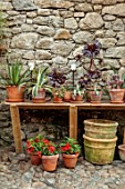 PATTHANA GARDEN, IRELAND: THE POTTING SHED, COBBLED FLOOR, BENCH, SEAT, STONE WALLS, TERRACOTTA CONTAINERS, AEONIUM SWARTKOP, AGAVES