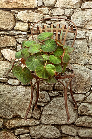 PATTHANA_GARDEN_IRELAND_METAL_CHAIR_ON_WALL_IN_CONSERVATORY_WITH_LEAVES_OF_A_BEGONIA