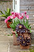 PATTHANA GARDEN, IRELAND: TERRACOTTA CONTAINER BY POTTING SHED WITH TULIP INFINITY, DOUBLE LATE TULIP VOGUE, AEONIUM ZWARTKOP, MAY, BULBS