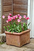 PATTHANA GARDEN, IRELAND: TERRACOTTA CONTAINER BY POTTING SHED WITH TULIP INFINITY, DOUBLE LATE TULIP VOGUE, MAY, BULBS