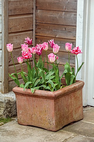 PATTHANA_GARDEN_IRELAND_TERRACOTTA_CONTAINER_BY_POTTING_SHED_WITH_TULIP_INFINITY_DOUBLE_LATE_TULIP_V