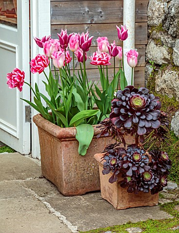 PATTHANA_GARDEN_IRELAND_TERRACOTTA_CONTAINER_BY_POTTING_SHED_WITH_TULIP_INFINITY_DOUBLE_LATE_TULIP_V