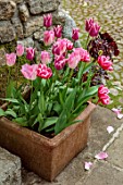 PATTHANA GARDEN, IRELAND: TERRACOTTA CONTAINER BY POTTING SHED WITH TULIP INFINITY, DOUBLE LATE TULIP VOGUE, AEONIUM ZWARTKOP, MAY, BULBS