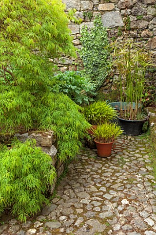 PATTHANA_GARDEN_IRELAND_SHADE_SHADY_CORNER_GREEN_TERRACOTTA_CONTAINERS_PLANTED_WITH_YELLOW_GRASSES_H