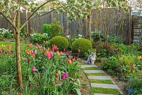 PATTHANA_GARDEN_IRELAND_PATHS_TULIPS_MAY_BULBS_BOX_BALLS_WOODEN_SEAT_BENCH_LAWN_FENCE_FENCING_CAT