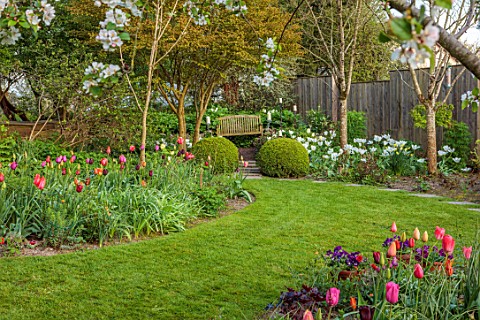 PATTHANA_GARDEN_IRELAND_PATHS_TULIPS_MAY_BULBS_BOX_BALLS_WOODEN_SEAT_BENCH_LAWN_FENCE_FENCING