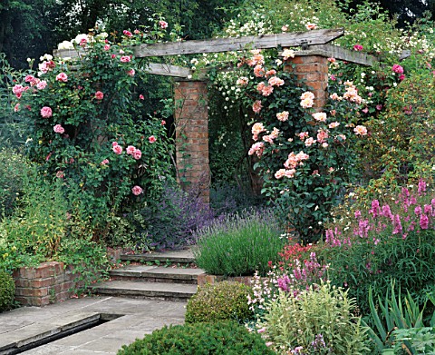 THE_ROSE_PERGOLA_AT_WOLLERTON_OLD_HALL__SHROPSHIRE_COVERED_WITH_ROSA_ALOHA__SANDERS_WHITE_AND_COMPAS