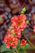 PATTHANA GARDEN, IRELAND: RED FLOWERS OF GEUM CORAL TEMPEST, PERENNIALS, MAY