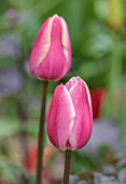 PATTHANA GARDEN, IRELAND: PINK, CREAM FLOWERS OF TULIP ROSY DELIGHT, MAY, BULBS