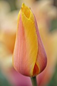 PATTHANA GARDEN, IRELAND: APRICOT, YELLOW, ORANGE FLOWERS OF SINGLE LATE TULIP LONG LADY, MAY, BULBS