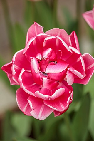 PATTHANA_GARDEN_IRELAND_WHITE_PINK_FLOWERS_OF_DOUBLE_LATE_TULIP_VOGUE_MAY_BULBS