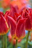 PATTHANA GARDEN, IRELAND: RED, YELLOW, ORANGE  FLOWERS OF TULIP STRIKING MATCH, MAY, BULBS, BICOLOUR