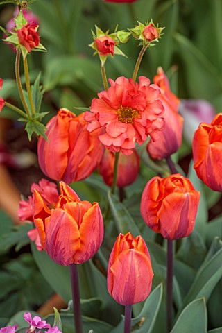 PATTHANA_GARDEN_IRELAND_PLANT_COMBINATION_OF_GEUM_CORAL_TEMPEST_AND_TULIP_HERMITAGE_MAY_BULBS