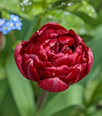 PATTHANA GARDEN, IRELAND: RED FLOWERS OF TULIP UNCLE TOM, MAY, BULBS