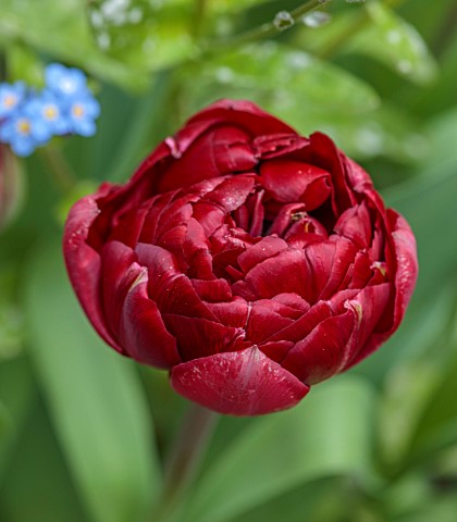 PATTHANA_GARDEN_IRELAND_RED_FLOWERS_OF_TULIP_UNCLE_TOM_MAY_BULBS