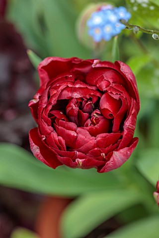 PATTHANA_GARDEN_IRELAND_RED_FLOWERS_OF_TULIP_UNCLE_TOM_MAY_BULBS