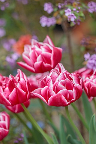 PATTHANA_GARDEN_IRELAND_WHITE_PINK_FLOWERS_OF_DOUBLE_LATE_TULIP_VOGUE_MAY_BULBS