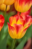 PATTHANA GARDEN, IRELAND: YELLOW, ORANGE FLOWERS OF TULIP SUNCATCHER, MAY, BULBS