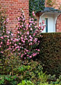 MORTON HALL GARDENS, WORCESTERSHIRE: PINK FLOWERS OF CAMELLIA BY THE HOUSE, SPRING