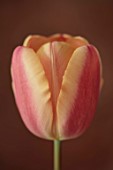 PLANT PORTRAIT OF PINK, APRICOT FLOWERS, BLOOMS OF TULIP, TULIPA APRICOT FOXX