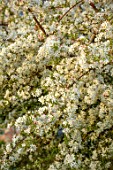 SILVER STREET FARM, DEVON: MALUS TRANSITORIA, FLOWERS, FLOWERING, BLOOMS, BLOOMING, WHITE, MAY, CRAB APPLE, DECIDUOUS, TREES