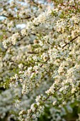 SILVER STREET FARM, DEVON: MALUS TRANSITORIA, FLOWERS, FLOWERING, BLOOMS, BLOOMING, WHITE, MAY, CRAB APPLE, DECIDUOUS, TREES