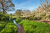 SILVER STREET FARM, DEVON: STREAM, MALUS TRANSITORIA, FLOWERS, FLOWERING, BLOOMS, BLOOMING, WHITE, MAY, CRAB APPLE, DECIDUOUS, TREES