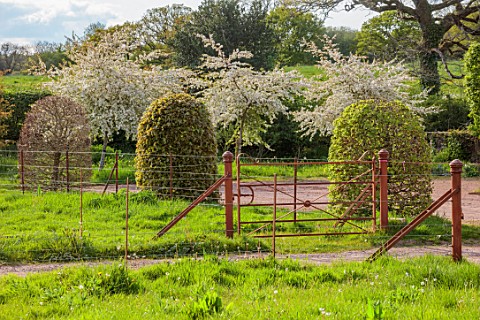SILVER_STREET_FARM_DEVON_FRONT_GARDEN_MAY_DRIVE_METAL_RAILINGS_CLIPPED_TOPIARY_BEECH_DOMES_BLOSSOM_O