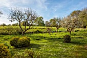 SILVER STREET FARM, DEVON: MAY, SPRING, FRUIT TREES, MEADOW, NO MOW MAY, DAISIES, CLIPPED TOPIARY, LAWN, HAMMOCK