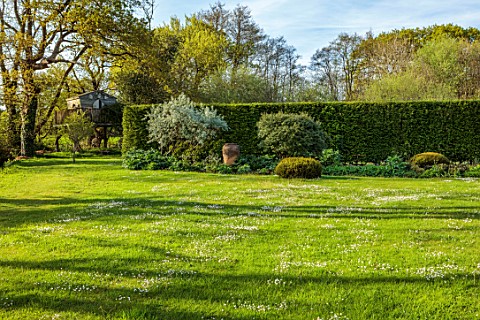SILVER_STREET_FARM_DEVON_MAY_LAWN_DAISIES__NO_MOW_MAY_HEDGES_HEDGING_GRASS_CONTAINER_BORDER