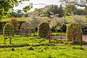 SILVER STREET FARM, DEVON: FRONT GARDEN, MAY, DRIVE, METAL RAILINGS, CLIPPED TOPIARY BEECH DOMES, BLOSSOM OF MALUS TRANSITORIA