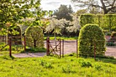 SILVER STREET FARM, DEVON: FRONT GARDEN, MAY, DRIVE, METAL RAILINGS, CLIPPED TOPIARY BEECH DOMES, CLIPPED HORNBEAM, BLOSSOM OF MALUS TRANSITORIA