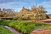 SILVER STREET FARM, DEVON: MALUS TRANSITORIA, FLOWERS, FLOWERING, BLOOMS, BLOOMING, WHITE, MAY, CRAB APPLE, DECIDUOUS, TREES, STREAM, HOUSE