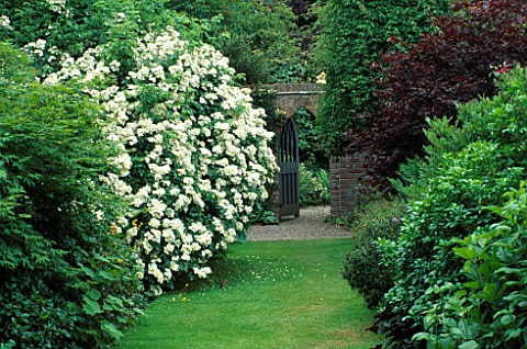 GRASS_PATH_FLANKED_BY_UNKNOWN_WHITE_ROSE_SEEDLING_AND_ACER_BLOODGOOD_LEADING_TO_AN_ARCHED_GATE_AT_WO