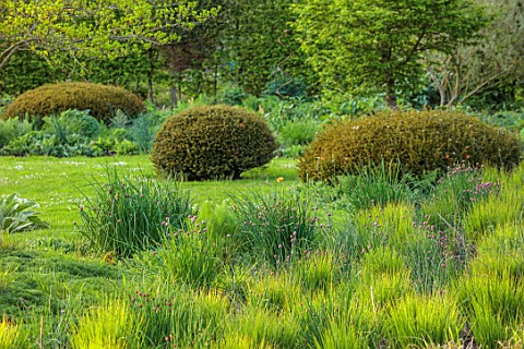 SILVER_STREET_FARM_DEVON_GRASS_SPRING_BORDERS_CLIPPED_YEW_DOMES_GRASSES_LAWN_NO_MOW_MAY_CAMOMILE_LAW