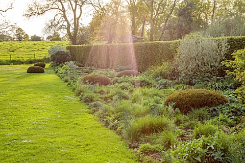 SILVER_STREET_FARM_DEVON_BORDER_MAY_SPRING_LAWN_CLIPPED_YEW_DOMES_HEDGES_HEDGING