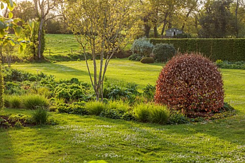 SILVER_STREET_FARM_DEVON_GRASS_SPRING_BORDERS_CLIPPED_BEECH_GRASSES_LAWN_NO_MOW_MAY_MAY_HEDGES_HEDGI