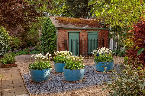 PINE_HOUSE_LEICESTERSHIRE_BLUE_PAINTED_HALF_BARRELS_TULIP_WHITE_TRIUMPHATOR_TULIP_SPRING_GREEN_HIMAL