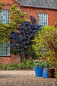 PINE HOUSE, LEICESTERSHIRE: BUILDING WITH YELLOW ROSE, ROSA BANKSIAE LUTEA, BANKSIAN, DECIDUOUS, SHRUBS, MAY, BLUE, FLOWERS, CEANOTHUS